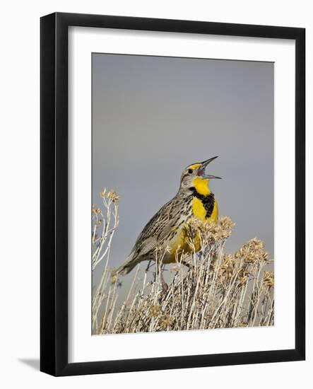 Western Meadowlark (Sturnella Neglecta)-James Hager-Framed Photographic Print