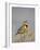 Western Meadowlark (Sturnella Neglecta)-James Hager-Framed Photographic Print