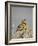 Western Meadowlark (Sturnella Neglecta)-James Hager-Framed Photographic Print