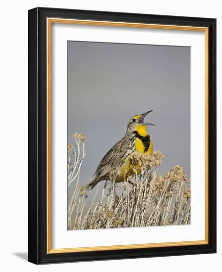 Western Meadowlark (Sturnella Neglecta)-James Hager-Framed Photographic Print