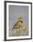 Western Meadowlark (Sturnella Neglecta)-James Hager-Framed Photographic Print