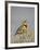 Western Meadowlark (Sturnella Neglecta)-James Hager-Framed Photographic Print