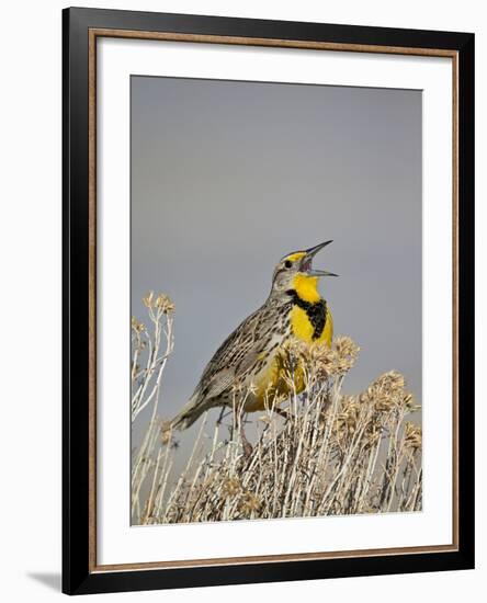 Western Meadowlark (Sturnella Neglecta)-James Hager-Framed Photographic Print