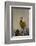 Western Meadowlark (Sturnella Neglecta)-James Hager-Framed Photographic Print