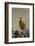 Western Meadowlark (Sturnella Neglecta)-James Hager-Framed Photographic Print