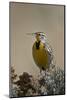 Western Meadowlark (Sturnella Neglecta)-James Hager-Mounted Photographic Print