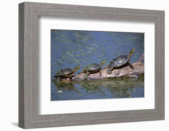 Western Painted Turtle, Two Sunning Themselves on a Log, National Bison Range, Montana, Usa-John Barger-Framed Photographic Print