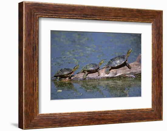 Western Painted Turtle, Two Sunning Themselves on a Log, National Bison Range, Montana, Usa-John Barger-Framed Photographic Print