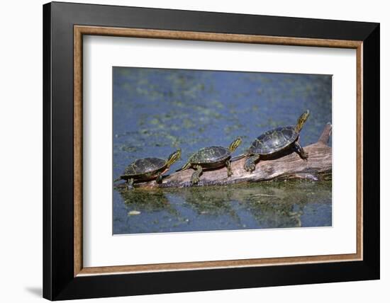 Western Painted Turtle, Two Sunning Themselves on a Log, National Bison Range, Montana, Usa-John Barger-Framed Photographic Print