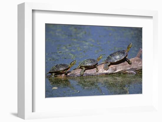 Western Painted Turtle, Two Sunning Themselves on a Log, National Bison Range, Montana, Usa-John Barger-Framed Photographic Print