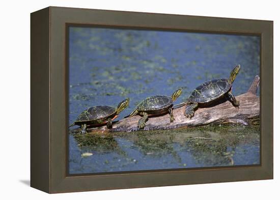 Western Painted Turtle, Two Sunning Themselves on a Log, National Bison Range, Montana, Usa-John Barger-Framed Premier Image Canvas