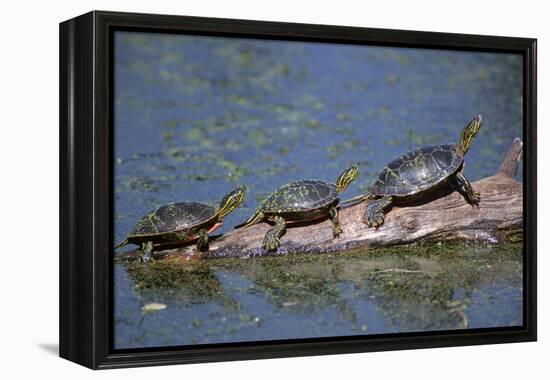 Western Painted Turtle, Two Sunning Themselves on a Log, National Bison Range, Montana, Usa-John Barger-Framed Premier Image Canvas