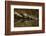 Western Painted Turtles, Sunning, Ridgefield NWR, Washington, USA-Michel Hersen-Framed Photographic Print
