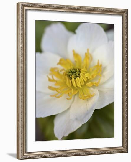 Western Pasqueflower (Anemone Occidentalis), Glacier National Park, Montana, USA, North America-James Hager-Framed Photographic Print