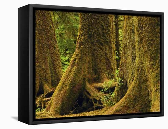 Western Red Cedar, Hoh Rain Forest, Olympic National Park, Washington, USA-Michel Hersen-Framed Premier Image Canvas