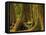 Western Red Cedar, Hoh Rain Forest, Olympic National Park, Washington, USA-Michel Hersen-Framed Premier Image Canvas