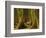 Western Red Cedar, Hoh Rain Forest, Olympic National Park, Washington, USA-Michel Hersen-Framed Photographic Print