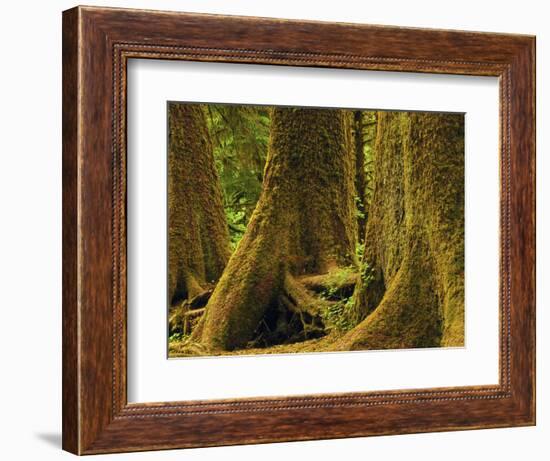 Western Red Cedar, Hoh Rain Forest, Olympic National Park, Washington, USA-Michel Hersen-Framed Photographic Print