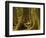 Western Red Cedar, Hoh Rain Forest, Olympic National Park, Washington, USA-Michel Hersen-Framed Photographic Print