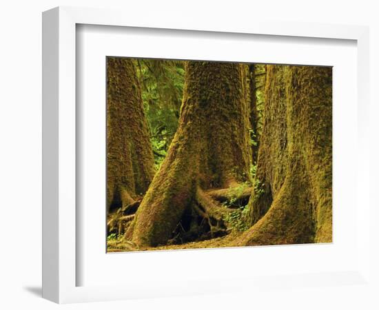 Western Red Cedar, Hoh Rain Forest, Olympic National Park, Washington, USA-Michel Hersen-Framed Photographic Print