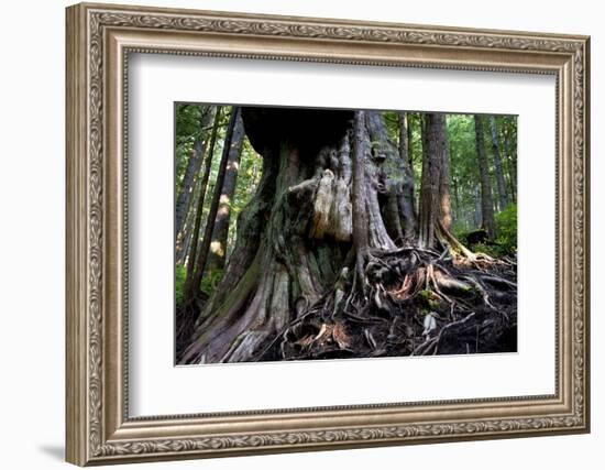 Western Red Cedar Tree (Thuja Plicata) Deemed Canada'S 'Gnarliest Tree' In The Old Growth Forest-Cheryl-Samantha Owen-Framed Photographic Print