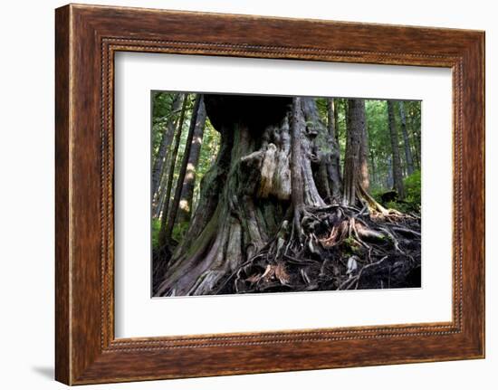 Western Red Cedar Tree (Thuja Plicata) Deemed Canada'S 'Gnarliest Tree' In The Old Growth Forest-Cheryl-Samantha Owen-Framed Photographic Print