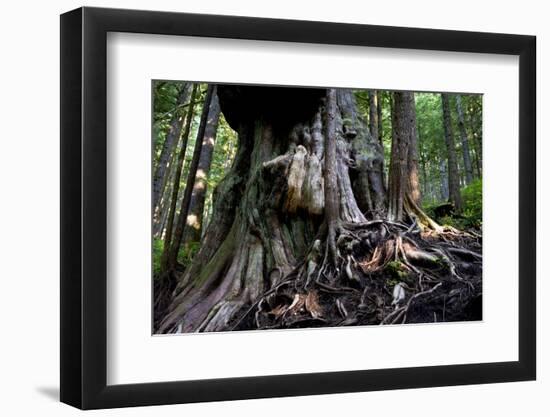 Western Red Cedar Tree (Thuja Plicata) Deemed Canada'S 'Gnarliest Tree' In The Old Growth Forest-Cheryl-Samantha Owen-Framed Photographic Print