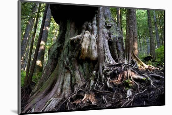 Western Red Cedar Tree (Thuja Plicata) Deemed Canada'S 'Gnarliest Tree' In The Old Growth Forest-Cheryl-Samantha Owen-Mounted Photographic Print
