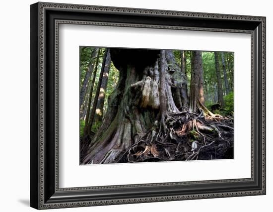 Western Red Cedar Tree (Thuja Plicata) Deemed Canada'S 'Gnarliest Tree' In The Old Growth Forest-Cheryl-Samantha Owen-Framed Photographic Print