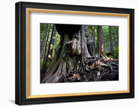 Western Red Cedar Tree (Thuja Plicata) Deemed Canada'S 'Gnarliest Tree' In The Old Growth Forest-Cheryl-Samantha Owen-Framed Photographic Print