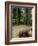 Western Red Cedars in the Grove of Patriarchs, Mt. Rainier National Park, Washington, USA-Jamie & Judy Wild-Framed Photographic Print