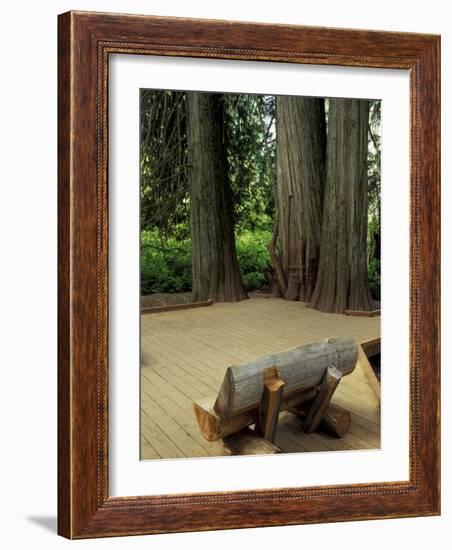 Western Red Cedars in the Grove of Patriarchs, Mt. Rainier National Park, Washington, USA-Jamie & Judy Wild-Framed Photographic Print