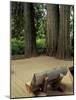 Western Red Cedars in the Grove of Patriarchs, Mt. Rainier National Park, Washington, USA-Jamie & Judy Wild-Mounted Photographic Print