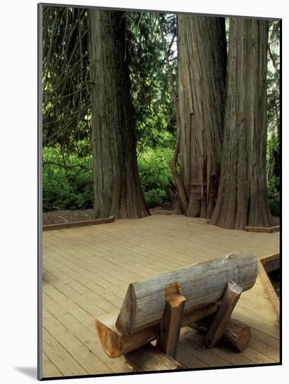 Western Red Cedars in the Grove of Patriarchs, Mt. Rainier National Park, Washington, USA-Jamie & Judy Wild-Mounted Photographic Print