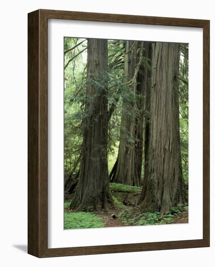 Western Red Ceders in Grove of Patriarchs, Mt. Rainier National Park, Washington, USA-Jamie & Judy Wild-Framed Photographic Print