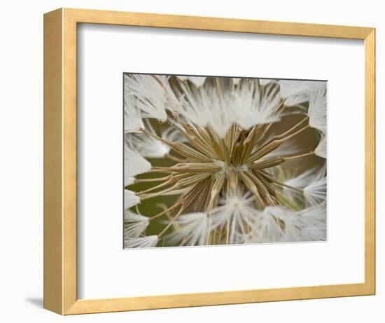 Western Salsify (Goatsbeard) (Tragopogon Dubius) Seedhead, Glacier National Park, Montana-James Hager-Framed Photographic Print