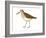 Western Sandpiper (Calidris Mauri), Birds-Encyclopaedia Britannica-Framed Art Print