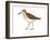 Western Sandpiper (Calidris Mauri), Birds-Encyclopaedia Britannica-Framed Art Print