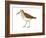 Western Sandpiper (Calidris Mauri), Birds-Encyclopaedia Britannica-Framed Art Print