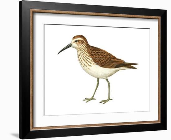 Western Sandpiper (Calidris Mauri), Birds-Encyclopaedia Britannica-Framed Art Print