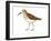 Western Sandpiper (Calidris Mauri), Birds-Encyclopaedia Britannica-Framed Art Print