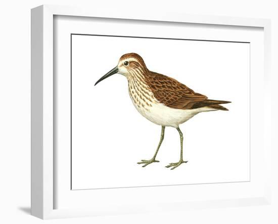 Western Sandpiper (Calidris Mauri), Birds-Encyclopaedia Britannica-Framed Art Print