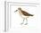 Western Sandpiper (Calidris Mauri), Birds-Encyclopaedia Britannica-Framed Art Print