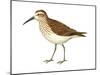 Western Sandpiper (Calidris Mauri), Birds-Encyclopaedia Britannica-Mounted Art Print