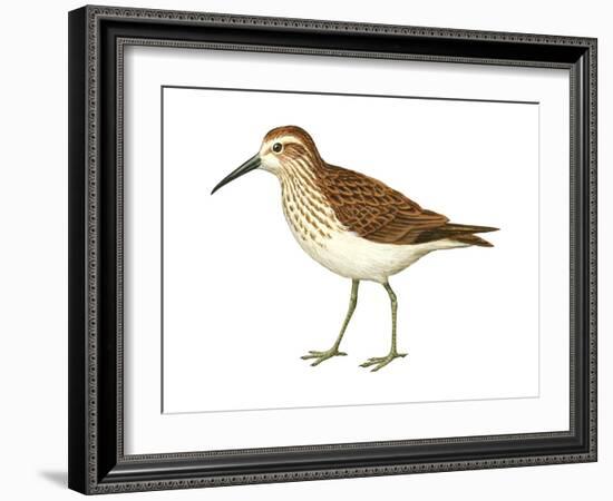 Western Sandpiper (Calidris Mauri), Birds-Encyclopaedia Britannica-Framed Art Print