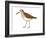 Western Sandpiper (Calidris Mauri), Birds-Encyclopaedia Britannica-Framed Art Print