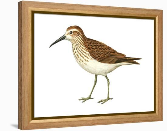 Western Sandpiper (Calidris Mauri), Birds-Encyclopaedia Britannica-Framed Stretched Canvas