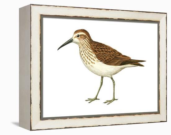 Western Sandpiper (Calidris Mauri), Birds-Encyclopaedia Britannica-Framed Stretched Canvas