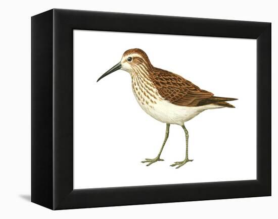 Western Sandpiper (Calidris Mauri), Birds-Encyclopaedia Britannica-Framed Stretched Canvas