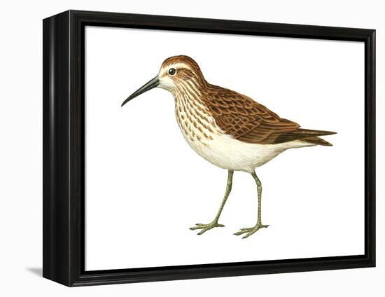 Western Sandpiper (Calidris Mauri), Birds-Encyclopaedia Britannica-Framed Stretched Canvas